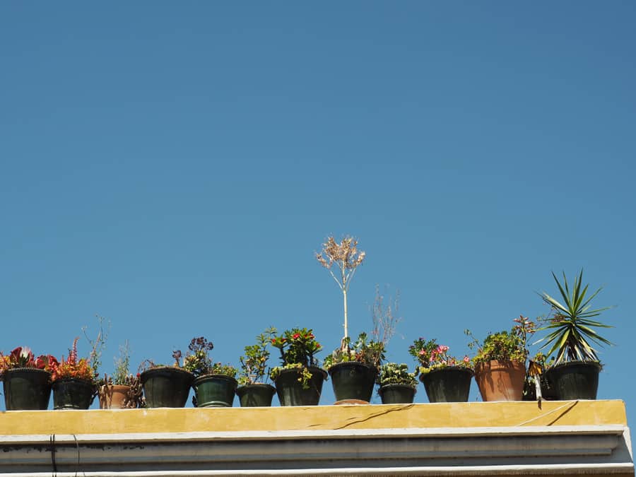 Decorative plant pots seen on the streets in Oaxaca City, Mexico. | via Autumn All Along