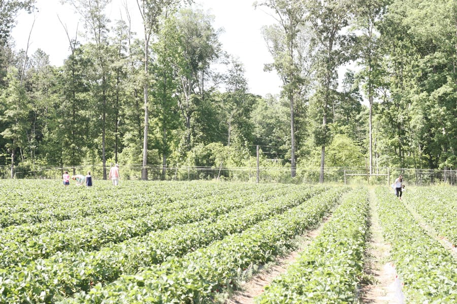 We went strawberry picking in Georgia! | via Autumn All Along