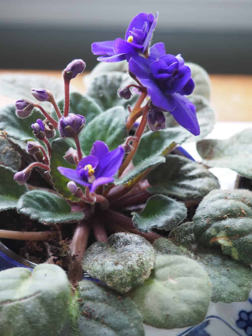 Offering plant care advice on how to help your African Violets bloom every week! | via Autumn All Along