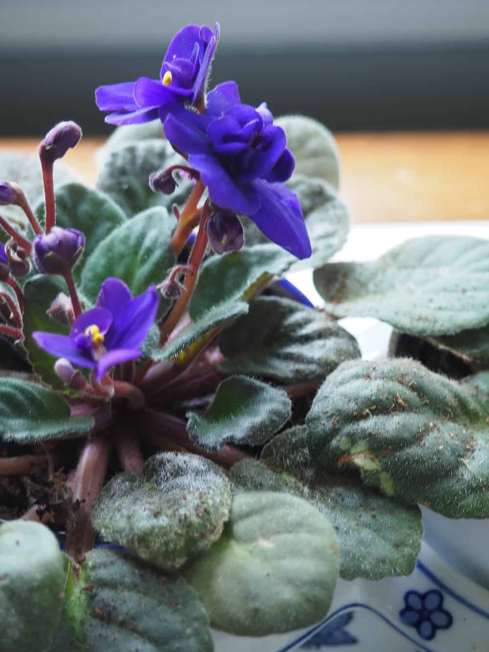 Offering plant care advice on how to help your African Violets bloom every week! | via Autumn All Along