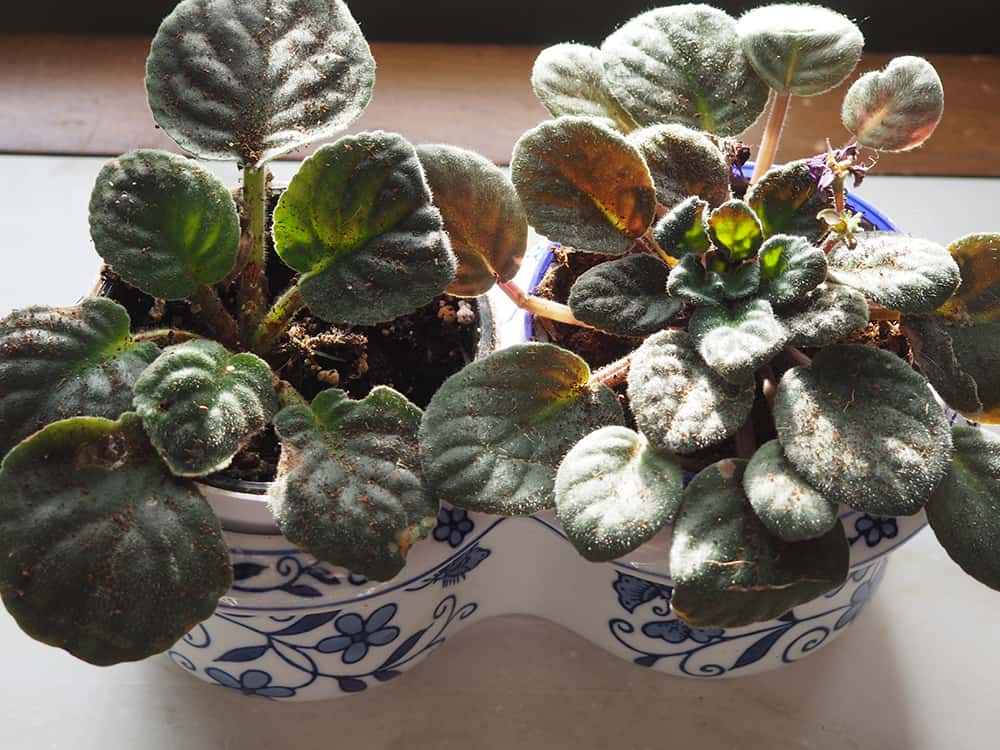 Day 1 after my African Violets came home and were repotted | via Autumn All Along