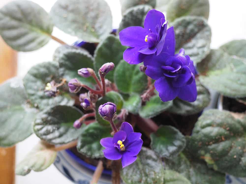Day 30 of my African Violets being home | via Autumn All Along