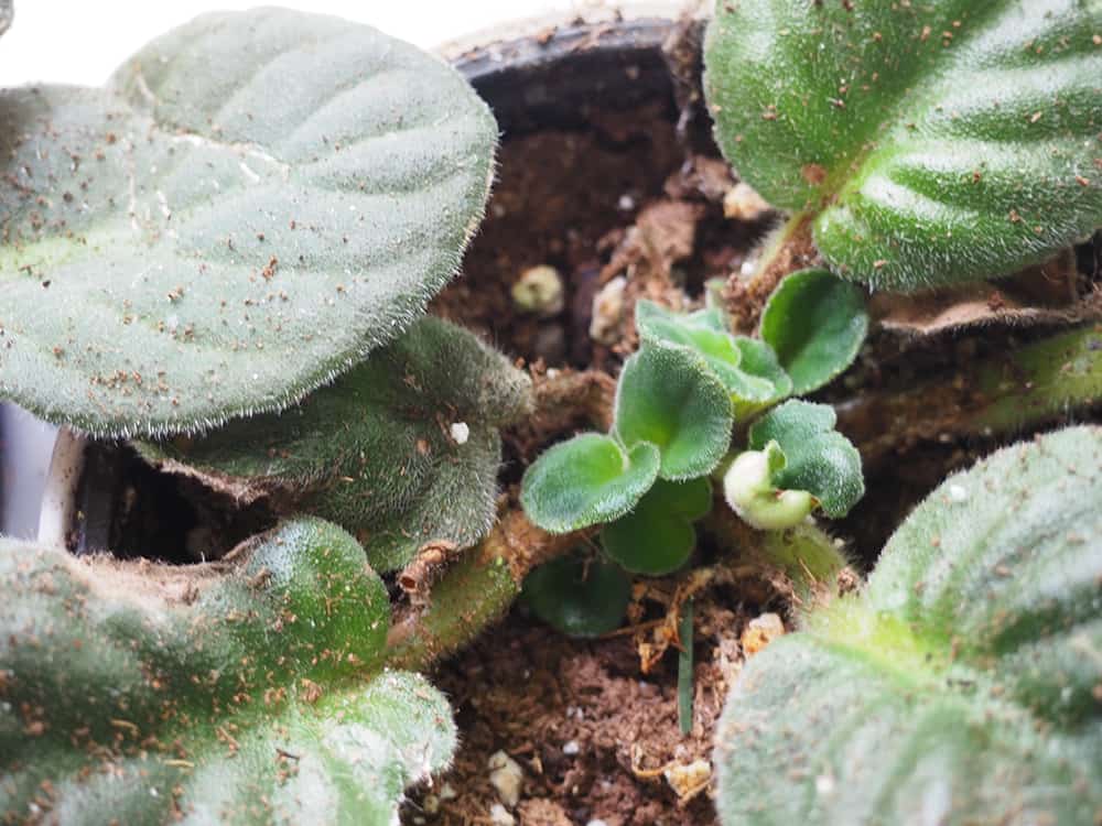 Suckers, a common culprit in why African Violets aren't blooming. This is how you can solve this problem! | via Autumn All Along