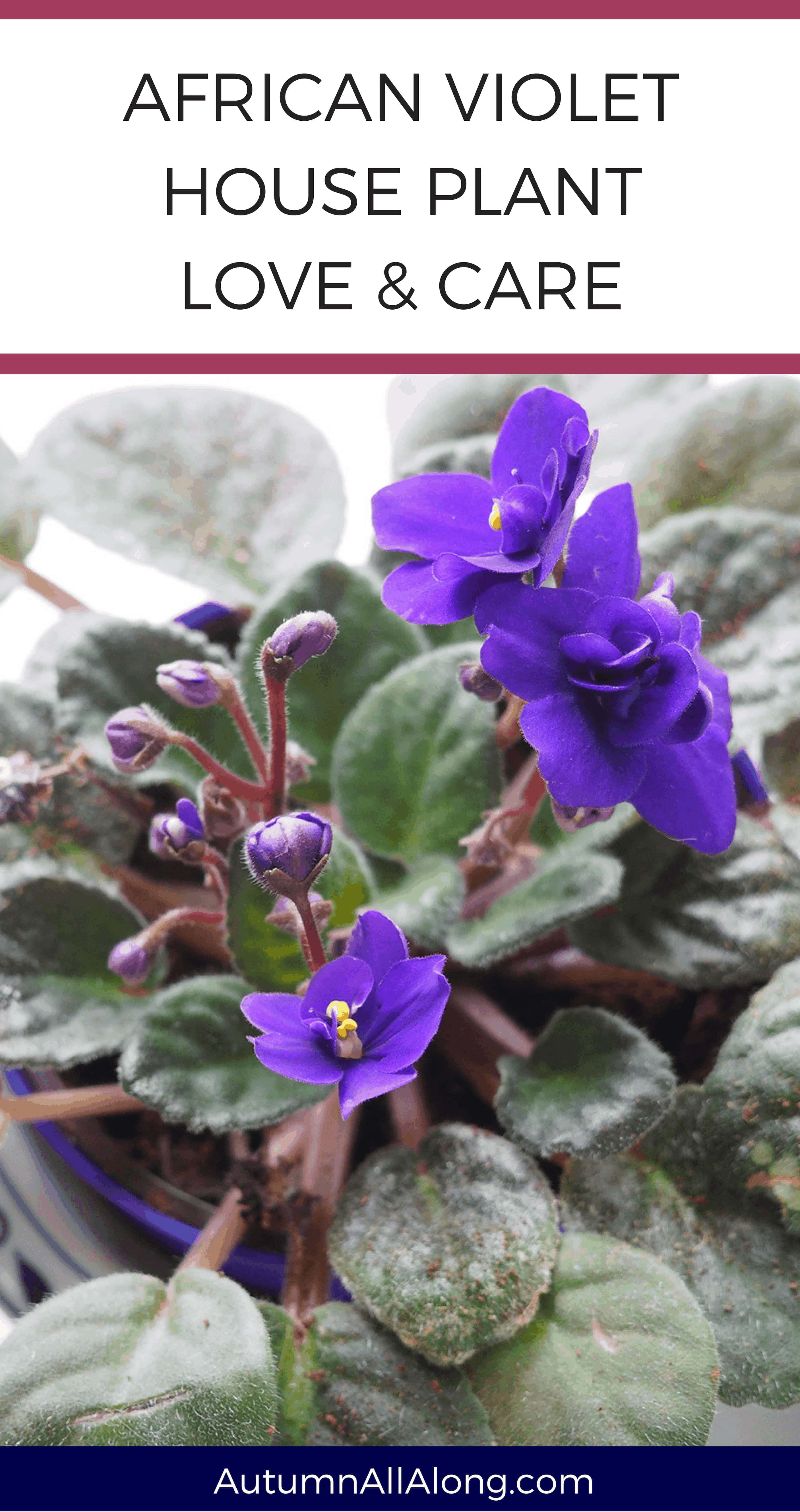 Explaining how to make your African Violets bloom weekly and keep your house plant looking gorgeous! | via Autumn All Along
