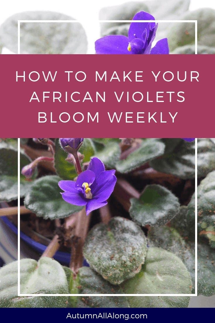 Explaining how to make your African Violets bloom weekly and keep your house plant looking gorgeous! | via Autumn All Along