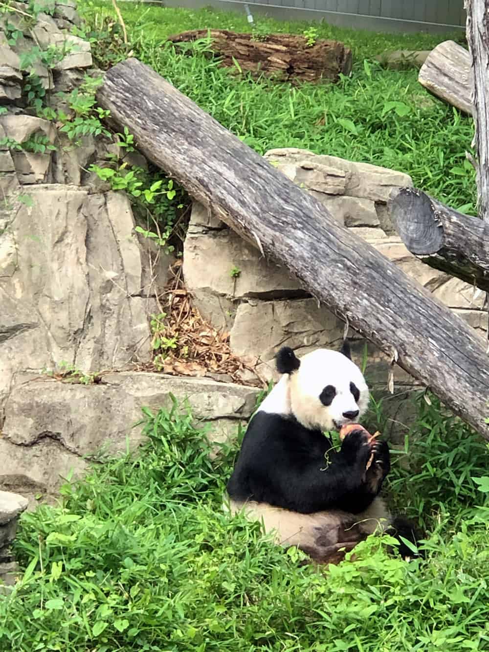 Panda eating time at the Smithsonian National Zoological Park in Washington DC| where we have visited in DC + our DC bucket list for the future | via Autumn All Along