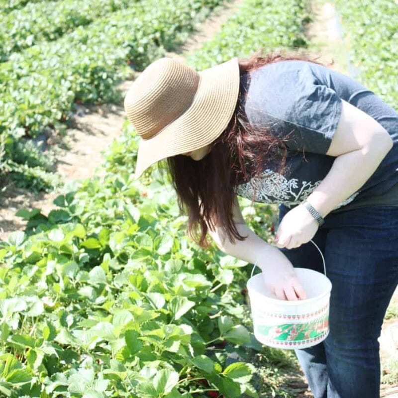 We went strawberry picking! | via Autumn All Along