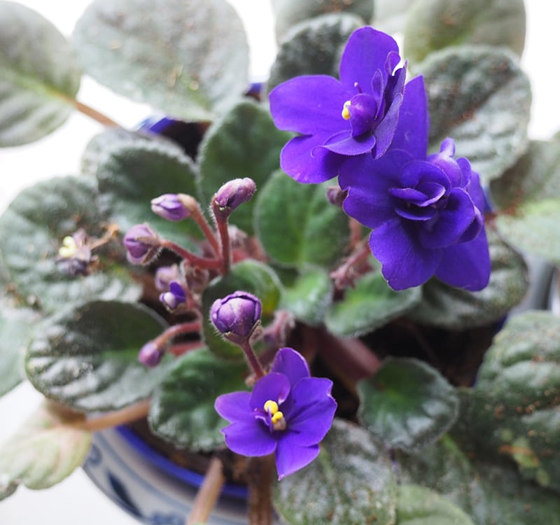 how to make your African Violets bloom every week — Autumn all along